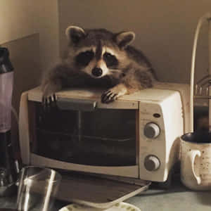 浣熊在廚房的烤麵包機上休息。 — 野生動物 壁紙
