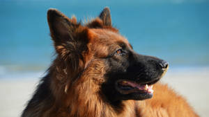德國牧羊犬在海灘上望向海洋