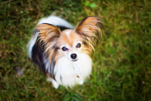 一隻大耳朵蝴蝶犬從草地上仰望 — 可愛小狗 壁紙