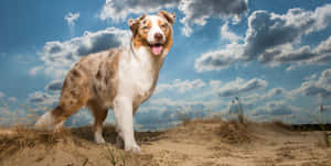 澳洲牧羊犬在沙丘上站立，背景是帶有雲朵的明亮藍天。 — 動物 壁紙