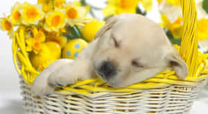 一隻黃色幼犬在裝有水仙花和復活節蛋的籃子裡睡覺。