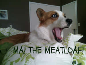 一隻有異色症的柯基犬在圖案床罩上打哈欠，上面寫著「MA! THE MEATLOAF!」 — 柯基 壁紙