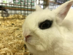 一隻有一隻黑眼的白兔在裝滿木屑的籠子裡。 — 白兔 壁紙