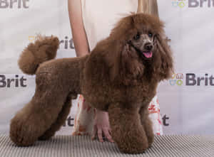 一隻棕色貴賓犬在狗展中擺姿勢，身後有馴犬師。 — 可愛小狗 壁紙