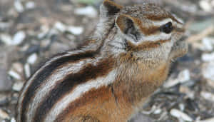 一隻有條紋毛皮的花栗鼠在碎石上吃種子。 — 猛禽 壁紙