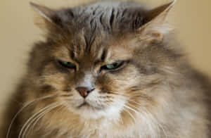 Grumpy Cat圖片 — MacBook Pro 16 壁紙