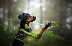 森林蕨類中的杜賓犬向上看 — 森林 壁紙