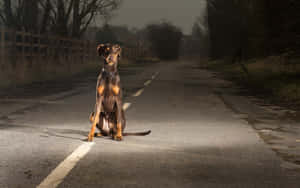 杜賓犬在夜間潮濕的鄉村道路上，在聚光燈下坐著。 — 街頭 壁紙