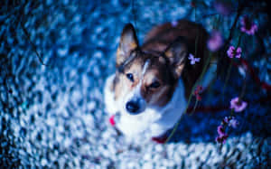 一隻柯基犬在藍光下透過粉紅花朵向上望。 — 可愛小狗 壁紙