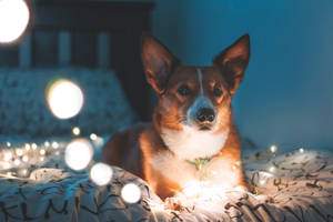 一隻柯基犬在夜晚休息在床上，周圍有發光的仙女燈。 — 柯基 壁紙