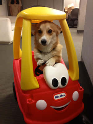 一隻柯基犬坐在紅黃色玩具車內，在辦公室裡。 — iPad Air 13 壁紙