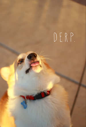 柯基犬在金色陽光下於瓷磚地板上抬頭伸出舌頭。 — 柯基 壁紙