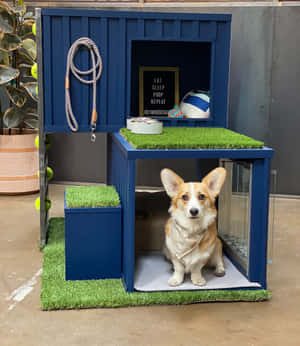 一隻柯基犬坐在藍色現代狗屋內，配有人造草和黑板。 — 狗狗藝術 壁紙