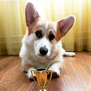 柯基犬躺在木地板上金色獎盃旁邊。 — 1:1 壁紙