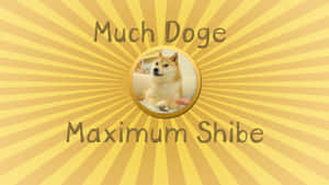 柴犬在圓形框架內，黃色太陽爆發背景，附有迷因文字。 — 貓迷因 GIF 壁紙