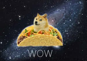 柴犬在墨西哥捲餅中漂浮在太空，伴有星星和WOW字樣 — 夜晚 壁紙