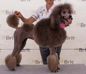 一隻戴著粉紅色項圈的棕色貴賓犬，由一位微笑的訓練員在狗展中介紹。 — 貴賓狗 壁紙