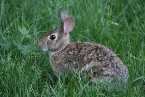 一隻棕色兔子坐在高高的綠色草地上，看向旁邊。 — 白兔 壁紙