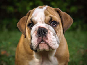 一隻棕色和白色的鬥牛犬幼犬，大眼睛在草地上看著鏡頭。 — 鬥牛犬 壁紙