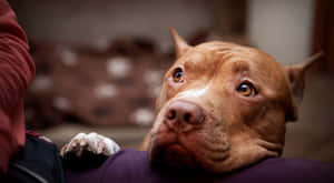 一隻棕色比特犬將頭靠在人的大腿上，眼神溫柔。 — 比特犬 壁紙