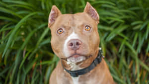 一隻棕色比特犬，擁有琥珀色眼睛和白色斑紋，在戶外平靜地直視鏡頭。 — 比特犬 壁紙