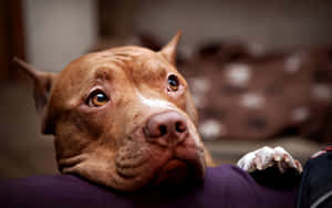 一隻棕色比特犬將頭部擱在室內的紫色表面上。 — 比特犬 壁紙