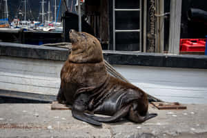 海獅在碼頭上休息，旁邊有一艘船，後面有帆船。 — 可愛動物動圖 壁紙