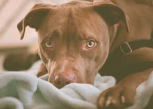 一隻棕色狗，綠色眼睛，躺在白色毯子上休息。 — 比特犬幼犬 壁紙