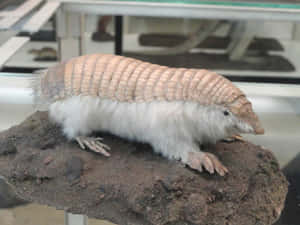 博物館展品中的標本犰狳在石頭上 — 野生動物 壁紙