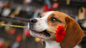 比格犬在愛情鎖附近嘴裡叼著紅花 — 可愛狗狗 GIF 壁紙