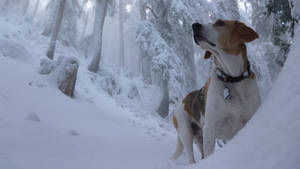 比格犬在雪地森林中向上看 — 米格魯 壁紙