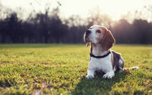 比格犬在日落時躺在公園的綠色草地上。 — 日落 壁紙