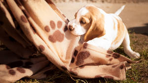 比格犬幼犬在陽光下嗅著草地上帶爪印的毯子。 — 可愛狗狗 GIF 壁紙