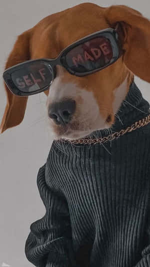 比格犬戴著時尚太陽眼鏡和毛衣，搭配鏈條項鍊。 — 頂級 iPhone 壁紙