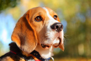 一隻比格犬在陽光明媚的秋季背景下向上看。 — 米格魯 壁紙