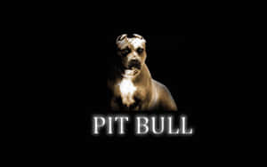 一隻比特犬，帶有發光的白色文字寫著 PIT BULL，背景為黑色。 — 比特犬 壁紙