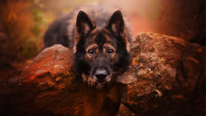 德國牧羊犬幼犬在溫暖金光的森林中，在岩石上休息。 — 德國狼犬 壁紙