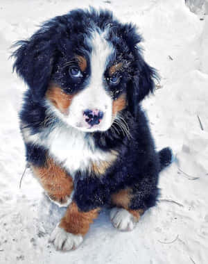 毛茸茸的伯恩山犬幼犬坐在雪地上，藍色眼睛 — 野生動物 壁紙