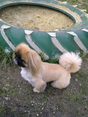 毛茸茸的北京犬幼犬站在草地庭院中一個綠色輪胎附近。 — 3:4 壁紙