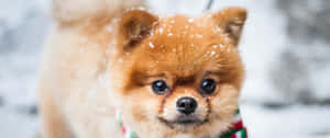 毛茸茸的博美犬在飄雪中戴著節日圍巾。 — 3440x1440 壁紙