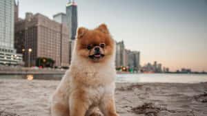 毛茸茸的博美犬坐在沙灘上，背景是夕陽下的城市天際線。 — 可愛小狗 壁紙