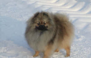 毛茸茸的博美犬站在雪地中 — 博美犬 壁紙