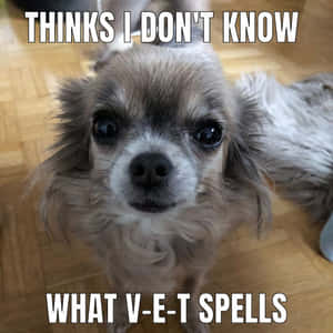 一隻吉娃娃用大眼睛向上看，文字說 'THINKS I DON'T KNOW WHAT V-E-T SPELLS'。 — 吉娃娃 壁紙