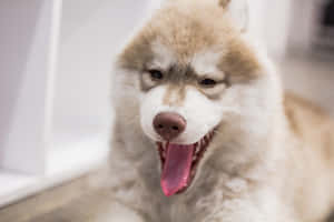 一隻開心的哈士奇狗伸出舌頭喘氣。 — 動物 壁紙