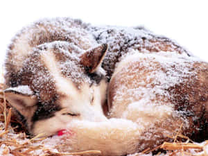 一隻被雪覆蓋的睡著的哈士奇在乾草上休息。 — 酷炫狼 壁紙