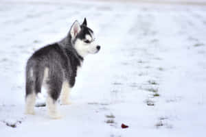 一隻年輕的哈士奇幼犬站在雪地裡。 — 可愛小狗 壁紙