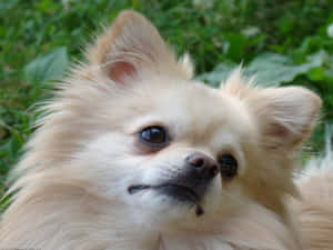 毛茸茸的奶油色博美犬，深色眼睛，若有所思地看著戶外。 — 可愛小狗 壁紙