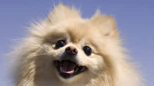 毛茸茸的奶油色博美犬在藍天下張嘴微笑 — 博美犬 壁紙