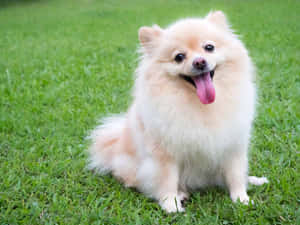 毛茸茸的奶油色博美犬坐在綠色草地上，伸出舌頭。 — 可愛小狗 壁紙