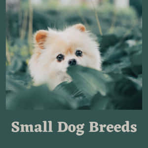 毛茸茸的奶油色博美犬從花園的綠葉後探出頭來。 — 可愛小狗 壁紙